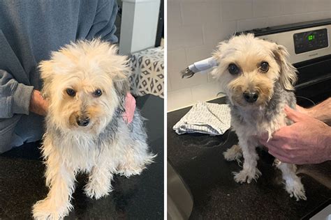 grooming fails  hilariously failed dog haircuts  quarantine