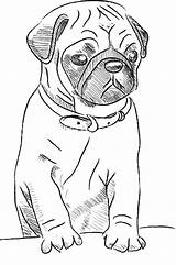 Pug Coloring Skecth Dog sketch template