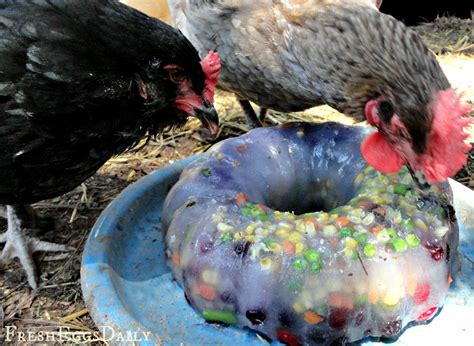 confetti treat ice wreath help your chickens cool down