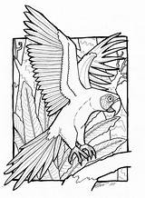Macaw Coloring Pages Colouring Bird Sheet Birds African Color Printable Drawing If Colour Scarlet Zigzag Gradinita Ro Adult Information Animal sketch template