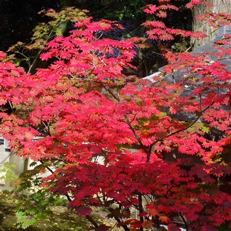 japanischer ahorn expertenwissen fuer garten balkon