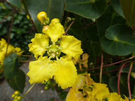 stigmaphyllon ciliatum yellow orchid vine aloha tropicals