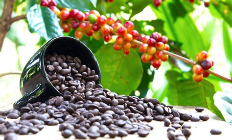 arabica coffee history  facts