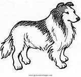 Lassie Collie Colorare Ausmalbilder Malvorlagen Terrier Cani Coloriage Malvorlage Ausmalen sketch template