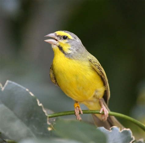 pictures  information  yellow fronted canary