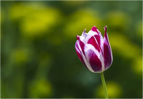 eine tulpe foto bild tulpen fruehling natur bilder auf fotocommunity