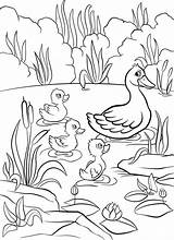 Pond Duck Drawing Lake Coloring Pages Little Getdrawings sketch template