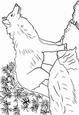 Colorat Lupi Animale Loups Lobo Loup P17 Colorear Planse Primiiani Coloriages Desene Copii Vizite Voturi Plansa sketch template