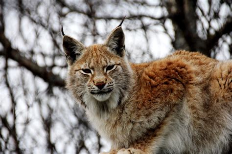 liberal england lynx   reintroduced  northumberland  year