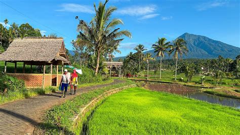 Adem Tenan Suasana Pedesaan Jawa Timur Banyuwangi Di Pagi Hari