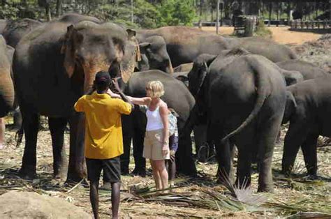 Elephant Orphanage In Sri Lanka Isn’t Actually A Sanctuary At All The