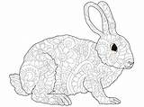 Antistress Coniglio Coloritura Hare Adulti Astrakhan Illustrazione Astrakan Animale Lepre Modello sketch template
