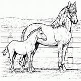 Pferde Pferd Pintar Cavalos Ausdrucken Ausmalen Chevaux Cavalo Leur Genial Caballos Turnier Frisch Pferden Igel Grundschule Ausmalbild Bestcoloringpagesforkids Pferdebilder Impressionnant sketch template