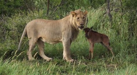 un lion sauve un bébé gnou wtf breakforbuzz