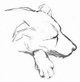 Drawing Dog Animal Sleeping Sketch Line Pencil Doze Sleep Monochrome Lying Pet Artwork Figure Illustration Hand Photography Pxhere Domain Public sketch template