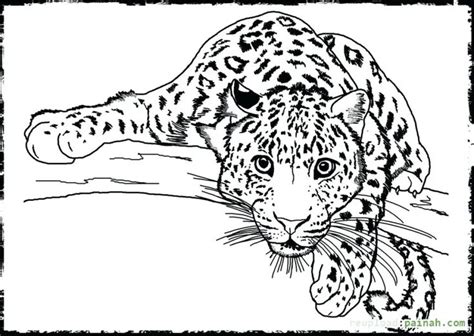 realistic wild animal coloring pages  getdrawings animal coloring