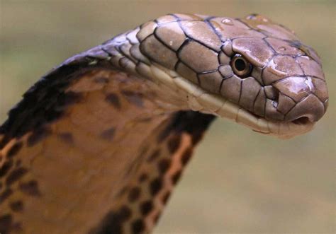 terkeren  gambar ular cobra keren  romi gambar