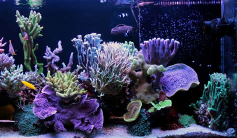 easy saltwater aquarium reef corals