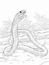 Mamba Schwarze Negra Schlange Ausmalen Ausmalbild Reptilien Schlangen Serpent Supercoloring Realistische Anaconda Designlooter sketch template