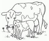 Vacas Vaca Toros Colorare Bueyes Vitello Vaci Cows Cuccioli Colorat Mucca Vaquinhas Loads Desene Vitel Planse Riscos Stampa Castrado Pintar sketch template