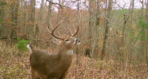 wv metronews buck season is here for west virginia wv metronews