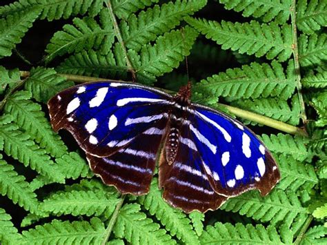 butterflies  pinterest beautiful butterflies butterflies