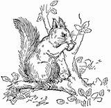 Squirrel Coloring Pages Tree Eating Animals Nut sketch template
