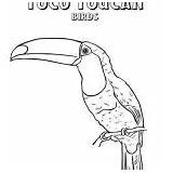 Toco Toucan sketch template