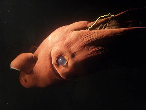 top ten scariest deep sea creatures hubpages