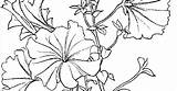 Petunia Drawing Petunias Flowers sketch template