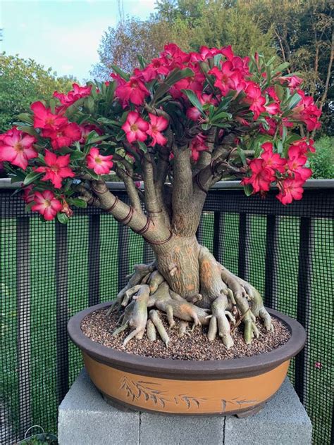 “caring For Your Desert Rose Essential Plant Care Guide” – Thuy San Plus
