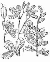 Pnd Lvd Namethatplant Nrcs Usda 1913 Britton Database Plants Brown sketch template