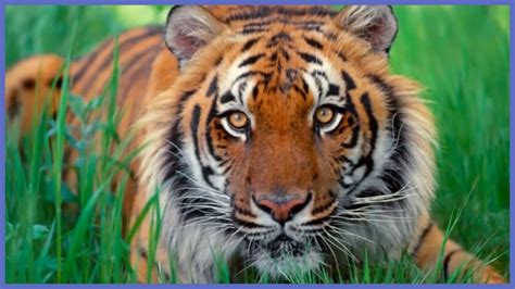 train  brain  happiness indias wild tiger population