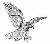 Falcon Drawing Drawings Hawk Tattoo Burkart David Flying Bird Falke Print Fineartamerica Line Vogel Milan Peregrine Nz Sketch Pen Falcons sketch template