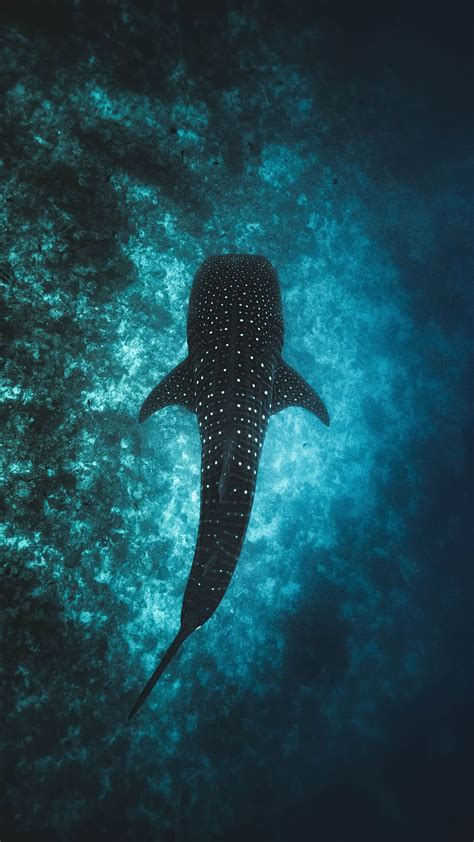hd wallpaper black fish  water shark diving reef swim animal wildlife wallpaper flare