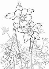 Columbine Coloring Flower Mountain Rocky Pages Drawing Printable Flowers Mountains Adult Tattoo Patterns Colouring Getdrawings Illustration Bible Books Prints Categories sketch template