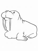Walrus Pages Coloring Printable Kids Bestcoloringpagesforkids sketch template