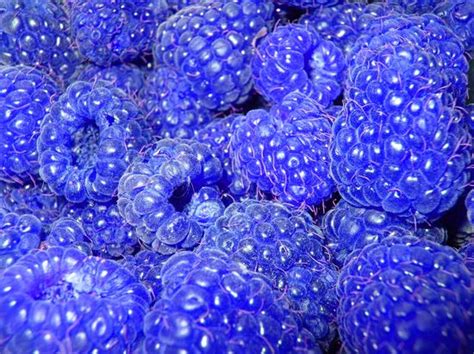 images  blue raspberry  pinterest  candy store