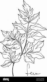 Fern Botanical Foliage Engraved sketch template
