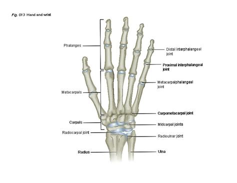 hand wrist patient education