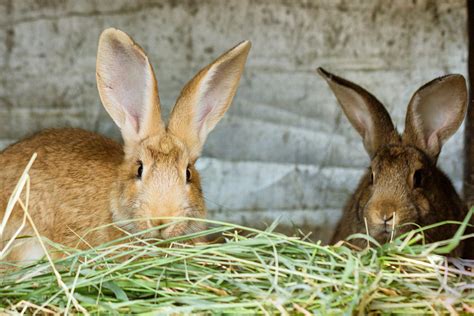 rabbit food treats    bunny  small pet select