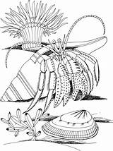Coloriage Hermit Bernard Hermite Pustelnik Ausmalbilder Koralle Kolorowanki Coquillage Crustacean Dover Colorare Dla Conchiglie Seashore Sheets Crabs Ausmalbild Designlooter Supercoloring sketch template