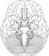 Cranial Nerves Coloring Brain Anatomy Sheet System Diagram Nerve Human Pages Worksheet Drawing Blank Educational Works Face Sheep Color Biologycorner sketch template