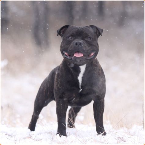 staffordshire bull terrier puppies facts price breeders temperament characteristics