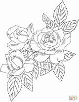 Rose Bush Coloring Pages Cecile Brunner Drawing Polyantha Roses Supercoloring Printable Designlooter Book Amazon Drawings Adults 955px 41kb sketch template