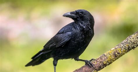 crow bird facts   animals