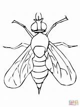 Mosca Drosophila Colorare Disegni Moscerino Frutta Ausmalbilder Insetti Fliege Drawings Disegnare sketch template