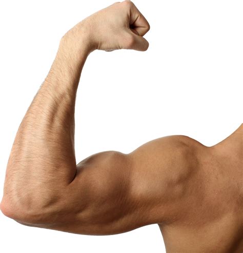 muscle arm png   muscle arm png png images