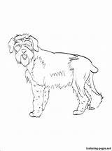 Coloring Schnauzer Giant Getdrawings Pages sketch template
