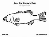Bass Coloring Pages Largemouth Pro Bigmouth Template Shop Printing Pdf Sketch Support Please Exploring Exploringnature Sponsors Wonderful sketch template